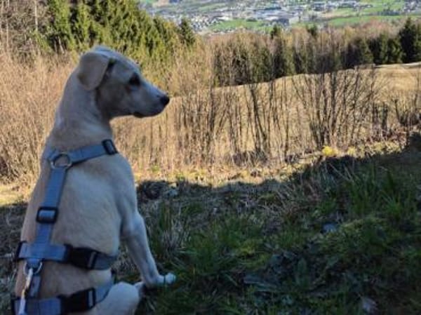 Geben Sie Aurelia eine Chance?