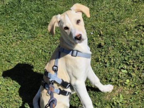 Geben Sie Aurelia eine Chance?