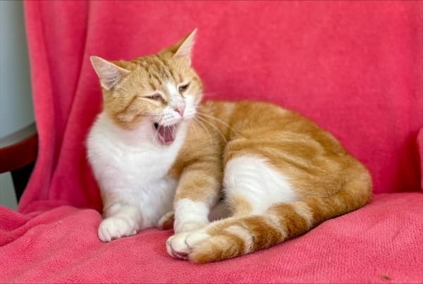 Roussette (réservée)