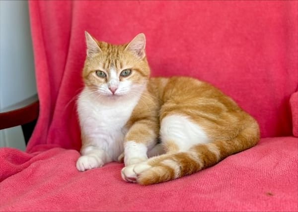 Roussette (réservée)