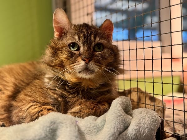 VICTOR (réservé) 17384