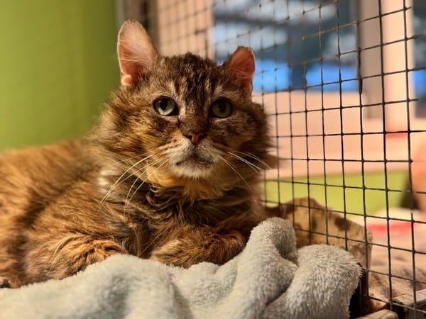 VICTOR (réservé) 17384