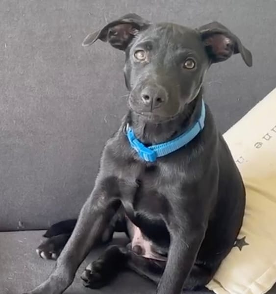 LOCKY, Chiot mâle Croisé Labrador