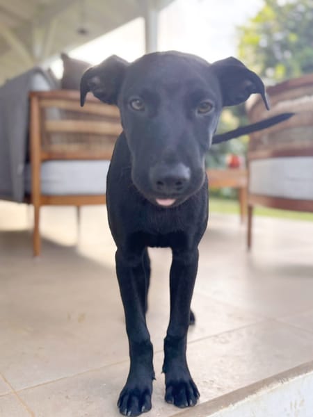 LOCKY, Chiot mâle Croisé Labrador