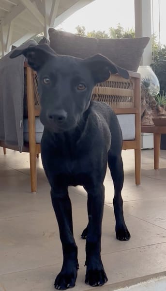 LOCKY, Chiot mâle Croisé Labrador