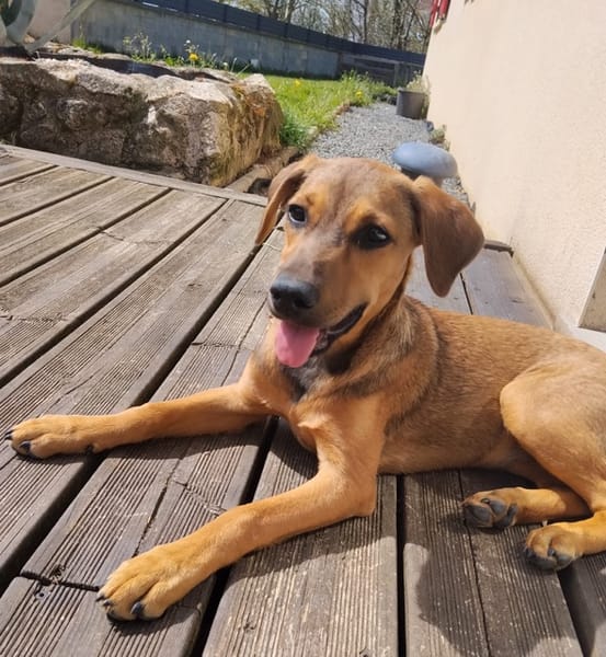 VERA, chiot femelle Berger Créole