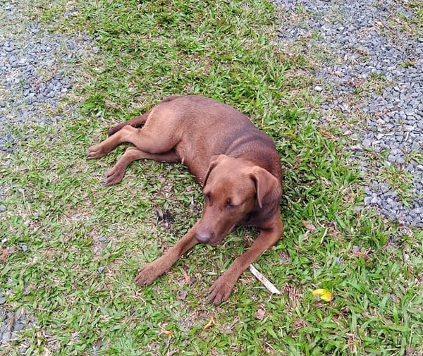 CHOKY, Femelle Berger créole junior