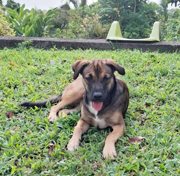 NAMEA, chiot Berger Créole femelle