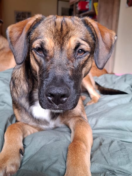 NAMEA, chiot Berger Créole femelle