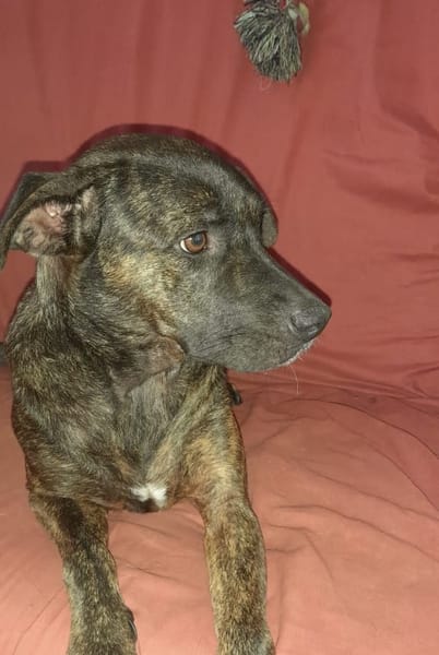 CHIPIE, Berger Créole Femelle 🐾