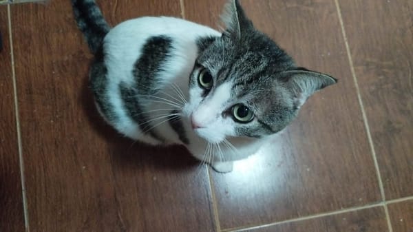 MILOW