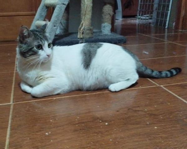 MILOW