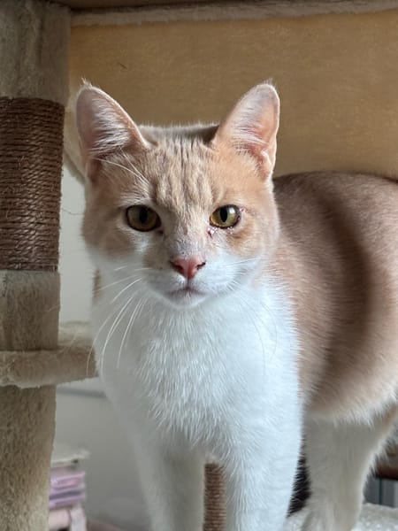 MOCHITI