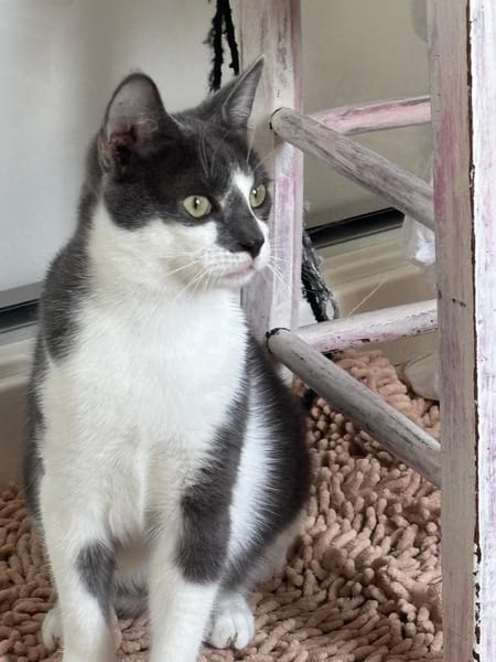 MILO