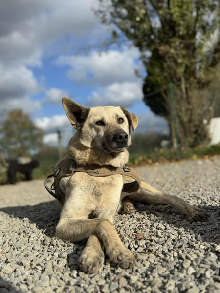 Sparko