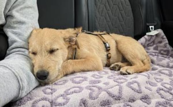 Malia sucht ein ruhiges Zuhause