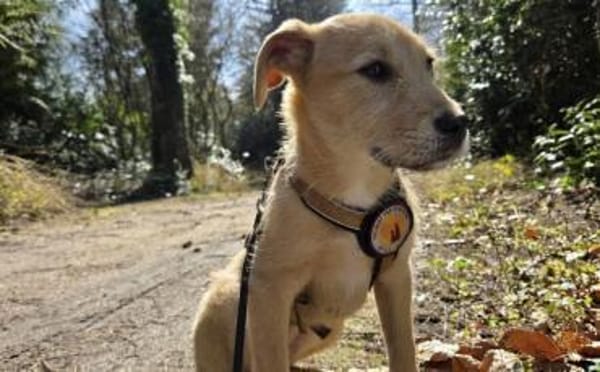 Malia sucht ein ruhiges Zuhause