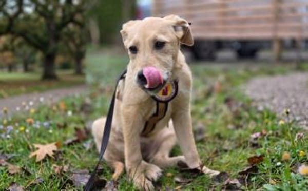 Malia sucht ein ruhiges Zuhause