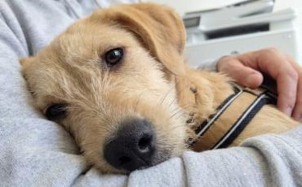 Malia sucht ein ruhiges Zuhause