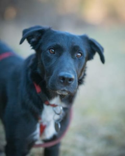 Sofi verschmust u. super charmant auf PS