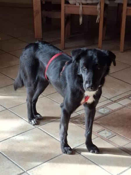 Sofi verschmust u. super charmant auf PS