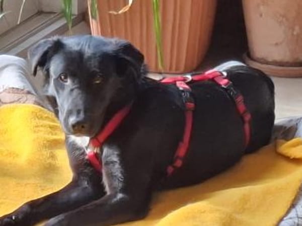 Sofi verschmust u. super charmant auf PS