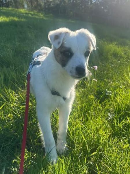 Sensibles Hundekind Ole sucht Familie