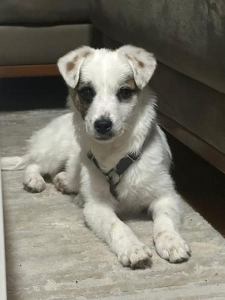 Sensibles Hundekind Ole sucht Familie