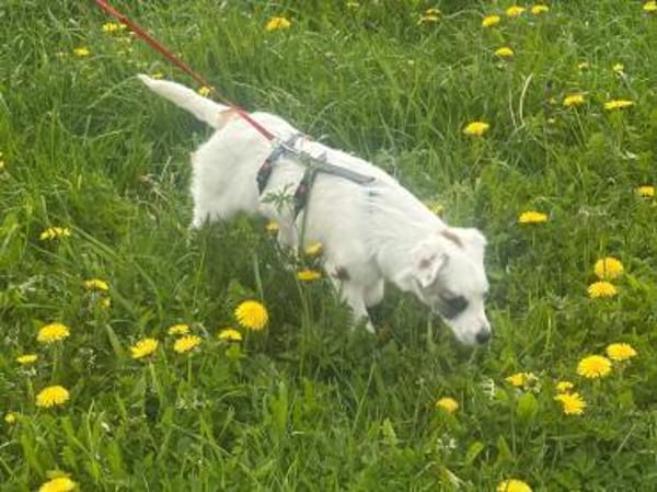 Sensibles Hundekind Ole sucht Familie