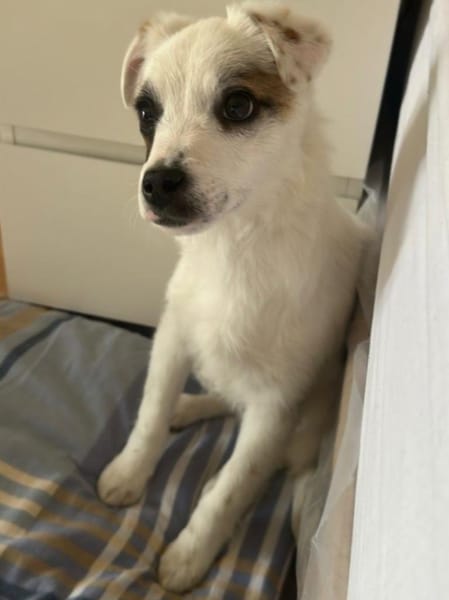 Sensibles Hundekind Ole sucht Familie