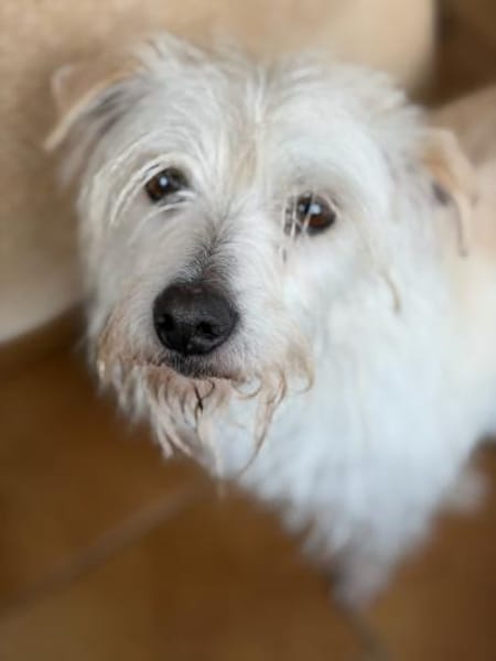 TENTEN - besonderer Hund mit großem Herz