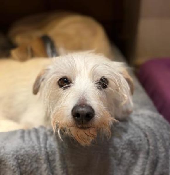 TENTEN - besonderer Hund mit großem Herz