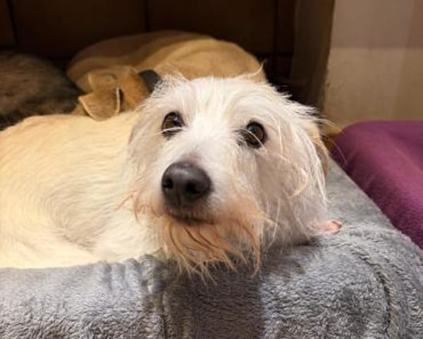 TENTEN - besonderer Hund mit großem Herz