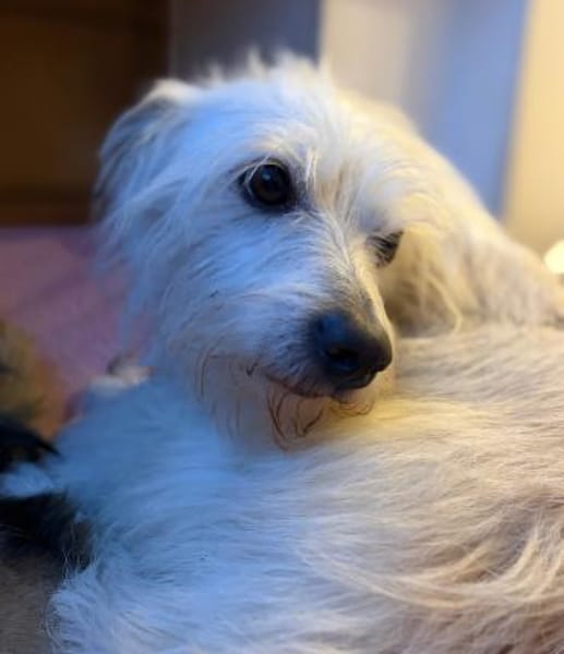 TENTEN - besonderer Hund mit großem Herz