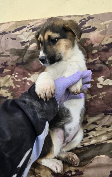 Bonnie - süße Welpenmaus