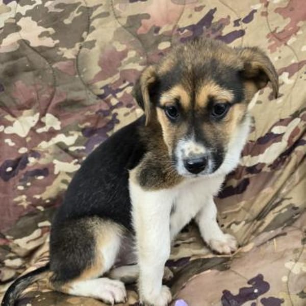 Bonnie - süße Welpenmaus