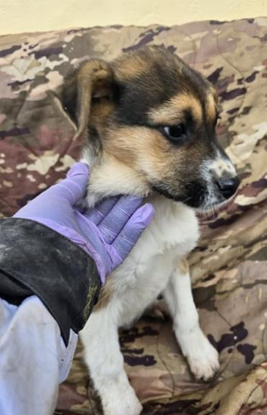 Bonnie - süße Welpenmaus