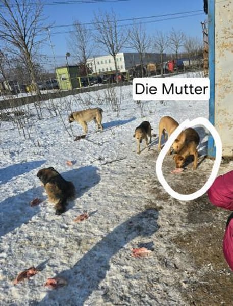 Bonnie - süße Welpenmaus