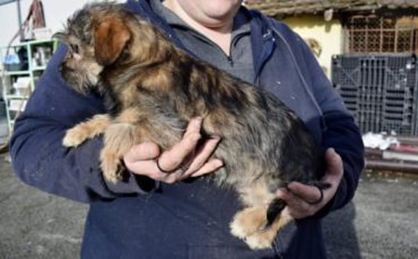 Süß, süßer...Joey