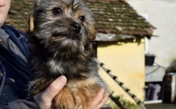 Süß, süßer...Joey