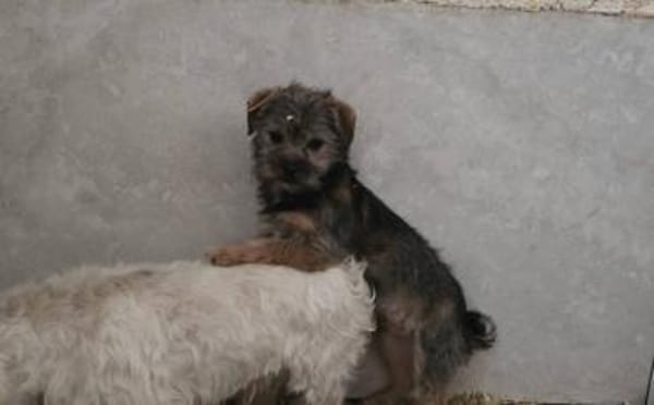 Süß, süßer...Joey