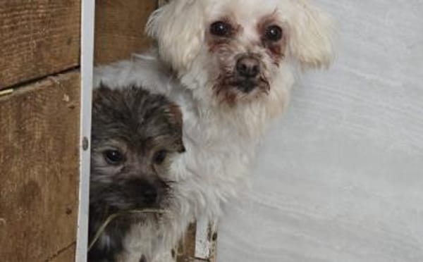 Süß, süßer...Joey