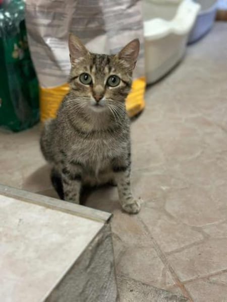 Tigermädchen Flia sucht ihre Familie