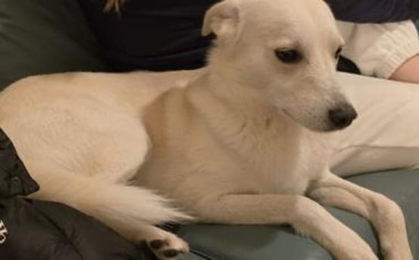 Schenkst du Baku ein Zuhause?