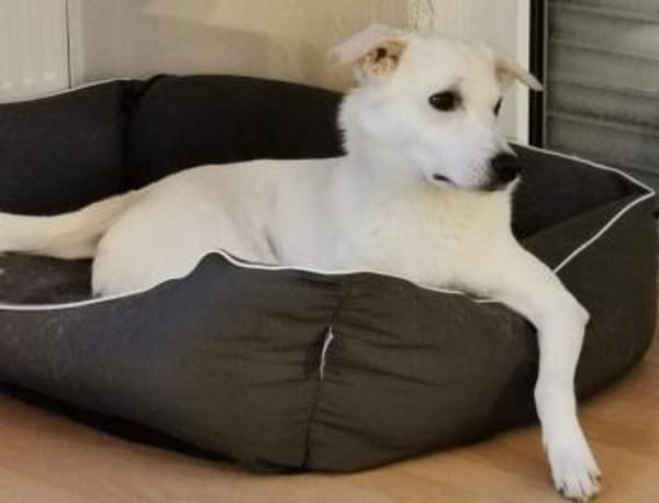 Schenkst du Baku ein Zuhause?