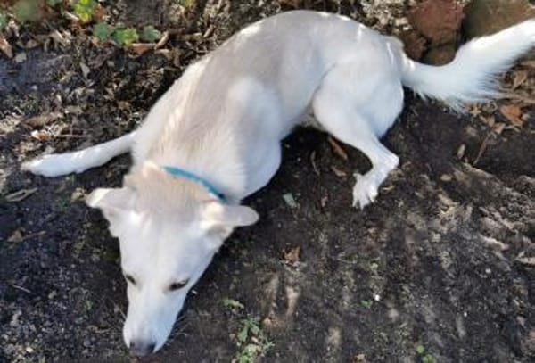 Schenkst du Baku ein Zuhause?