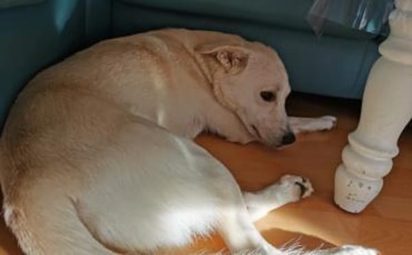 Schenkst du Baku ein Zuhause?