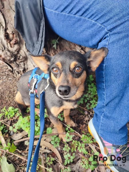 Klein Alwin auf Pflegestelle