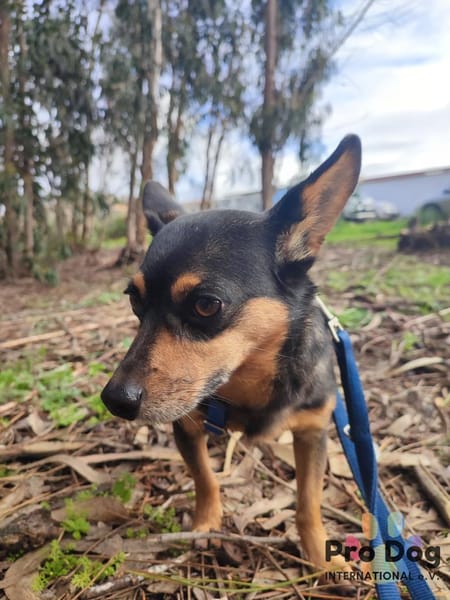 Klein Alwin auf Pflegestelle