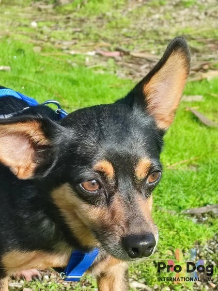 Klein Alwin auf Pflegestelle